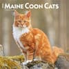 image Cats Maine Coon 2026 Wall Calendar Main Product Image
