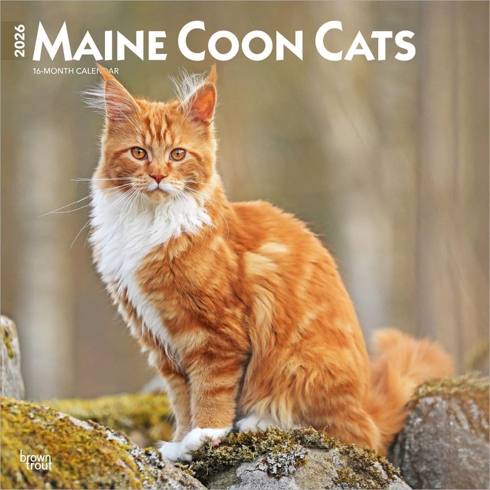 Cats Maine Coon 2026 Wall Calendar Main Product Image