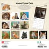 image Cats Maine Coon 2026 Wall Calendar First Alternate Image