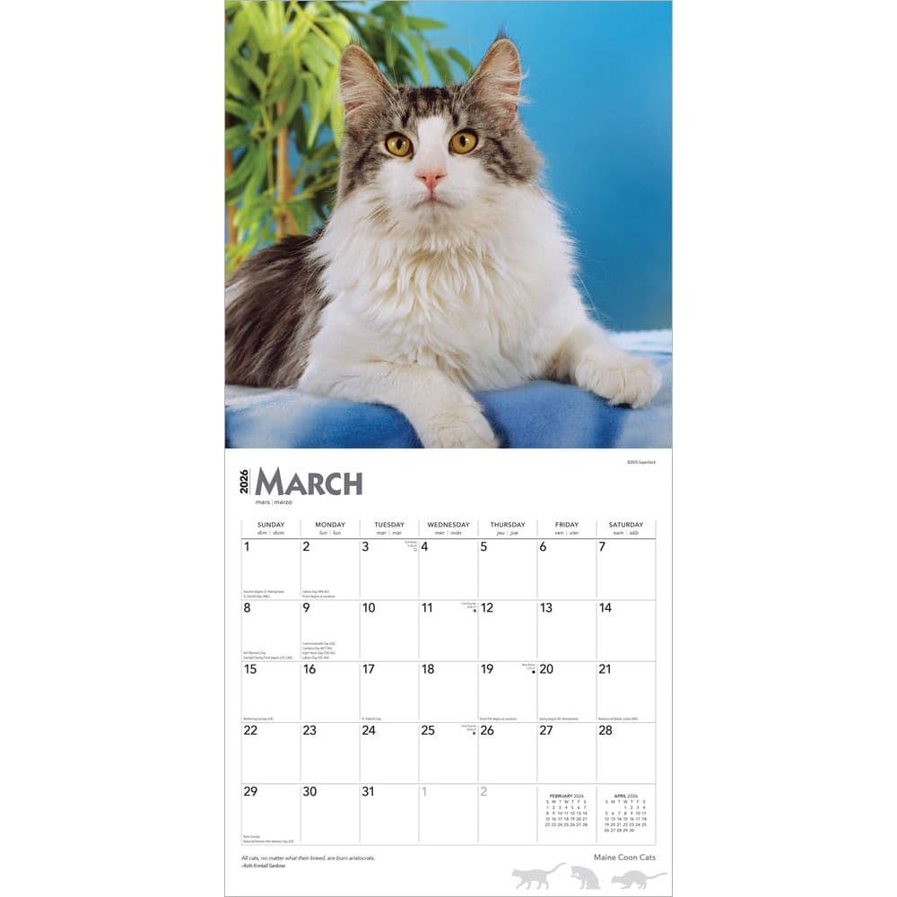 Cats Maine Coon 2026 Wall Calendar Second Alternate Image