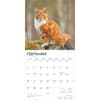 image Cats Maine Coon 2026 Wall Calendar Third Alternate Image