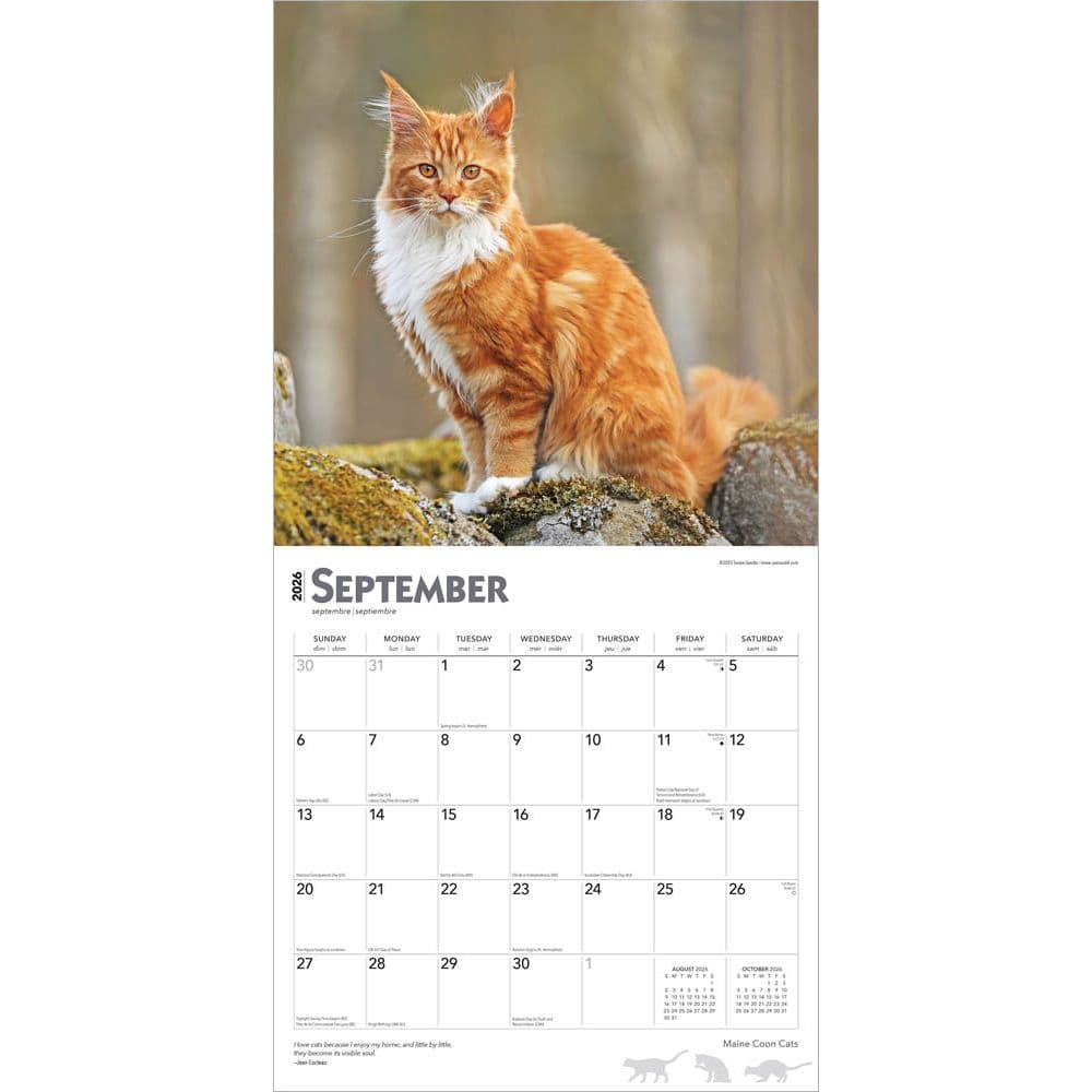 Cats Maine Coon 2026 Wall Calendar Third Alternate Image