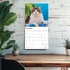image Cats Maine Coon 2026 Wall Calendar Fourth Alternate Image