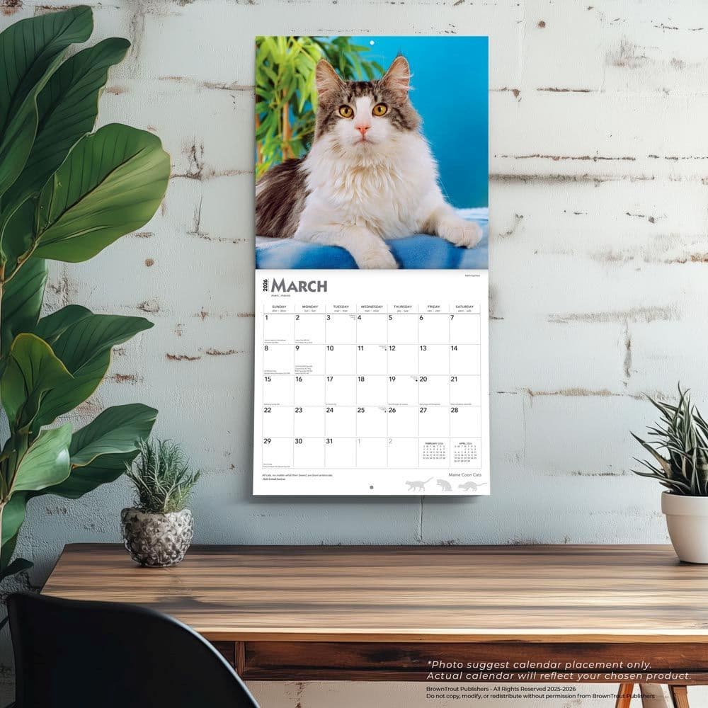 Cats Maine Coon 2026 Wall Calendar Fourth Alternate Image