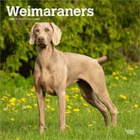 image Weimaraners 2026 Wall Calendar  Main Product Image
