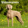 image Weimaraners 2026 Wall Calendar  Main Product Image