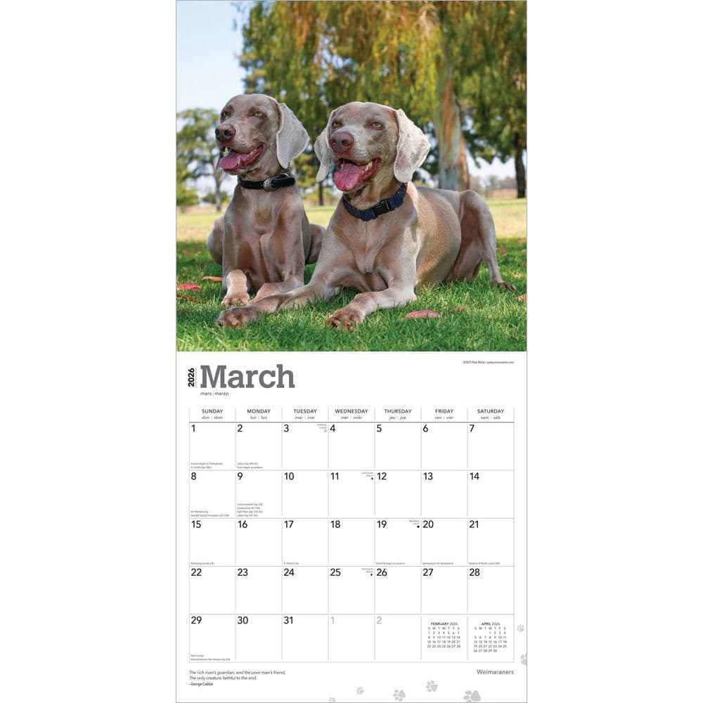 Weimaraners 2026 Wall Calendar  Second Alternate Image