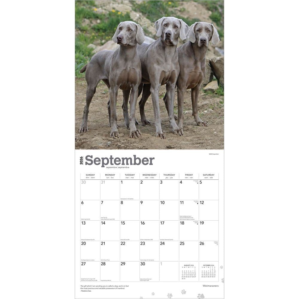 Weimaraners 2026 Wall Calendar  Third Alternate Image