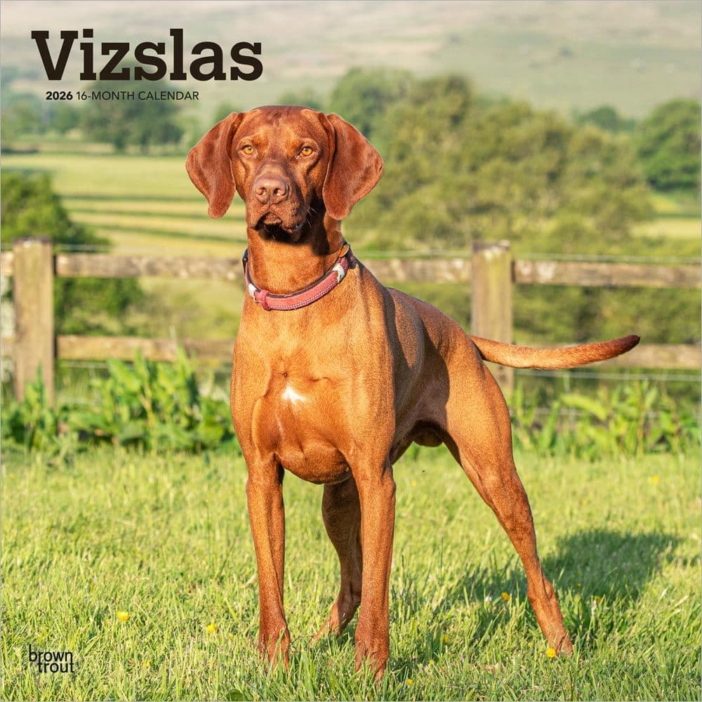 Vizslas 2026 Wall Calendar  Main Product Image