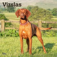 image Vizslas 2026 Wall Calendar  Main Product Image