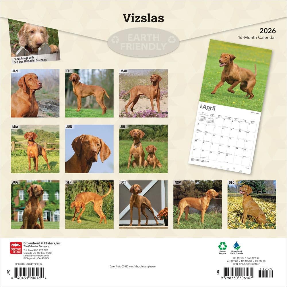 Vizslas 2026 Wall Calendar  First Alternate Image