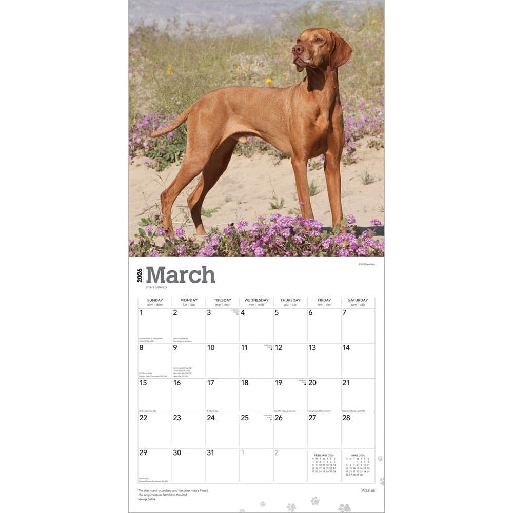 Vizslas 2026 Wall Calendar  Second Alternate Image