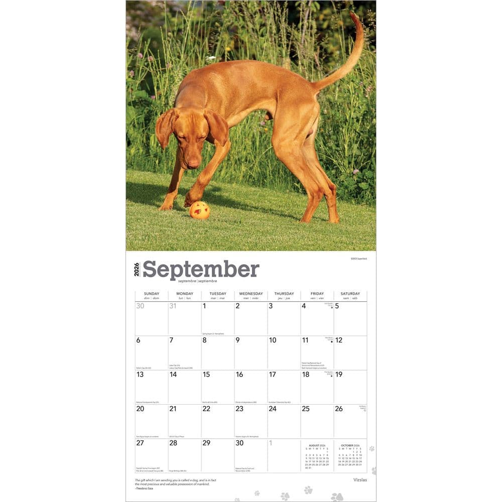 Vizslas 2026 Wall Calendar  Third Alternate Image