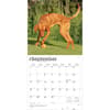 image Vizslas 2026 Wall Calendar  Third Alternate Image