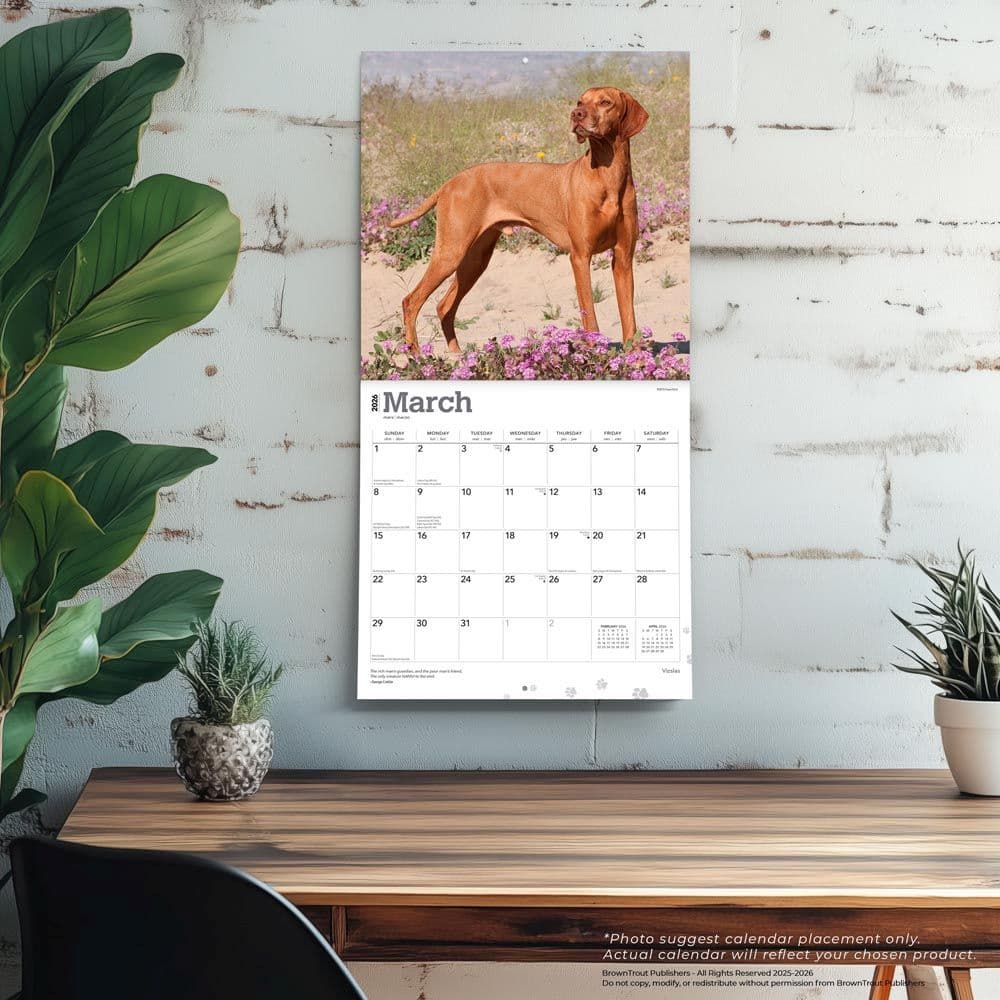 Vizslas 2026 Wall Calendar  Fourth Alternate Image