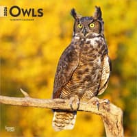 image Owls 2026 Wall Calendar  Main Product Image