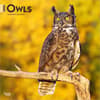 image Owls 2026 Wall Calendar  Main Product Image