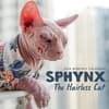 image Sphynx Cats 2026 Wall Calendar Main Product Image