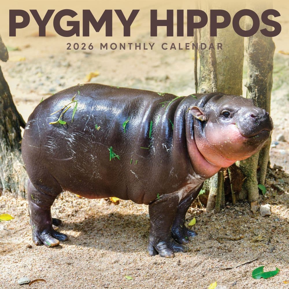 Pygmy Hippos 2026 Wall Calendar Main Product Image