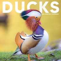 image Ducks 2026 Wall Calendar Main Product Image