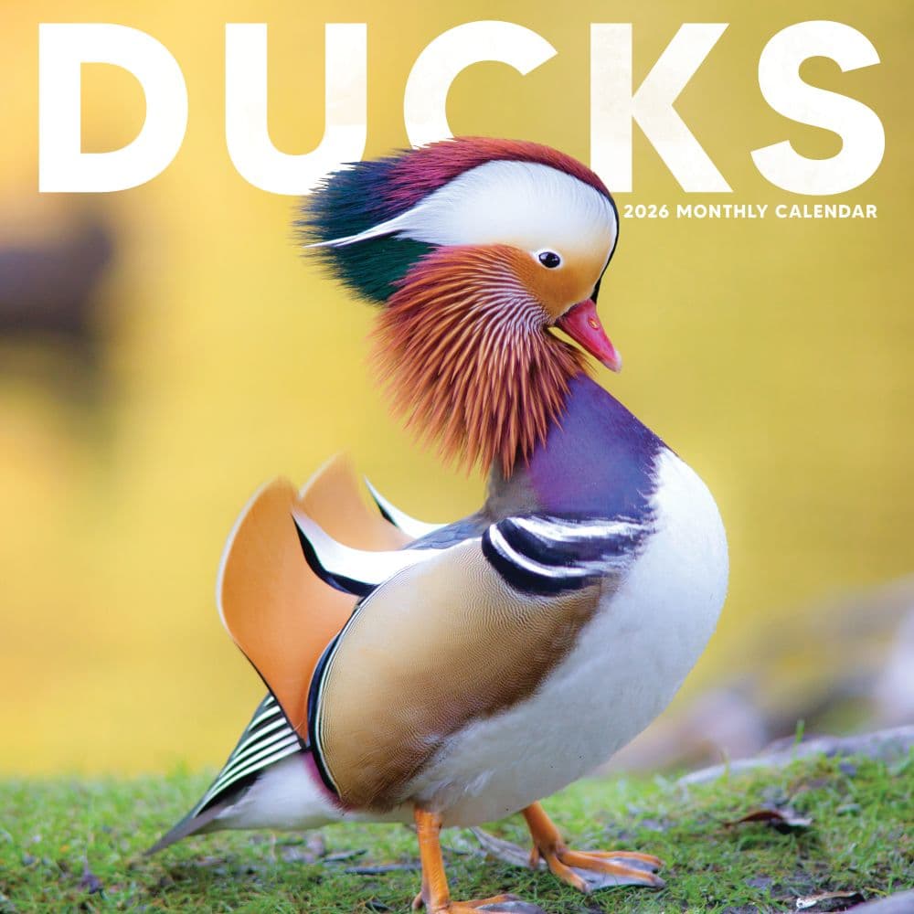 Ducks 2026 Wall Calendar Main Product Image
