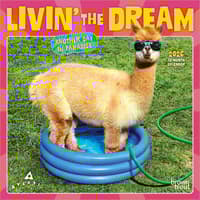 image Avanti Livin the Dream 2026 Mini Wall Calendar Main Product Image