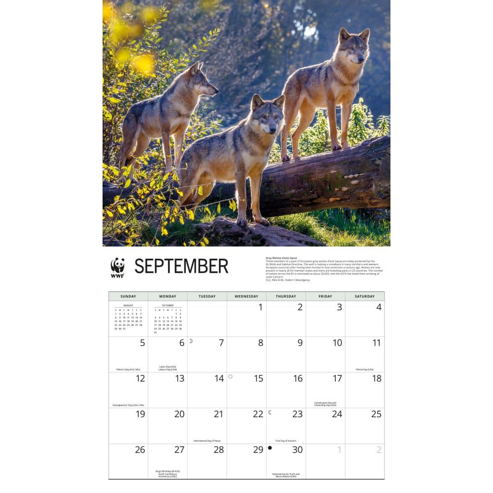 WWF Wolves 2027 Wall Calendar Third Alternate Image