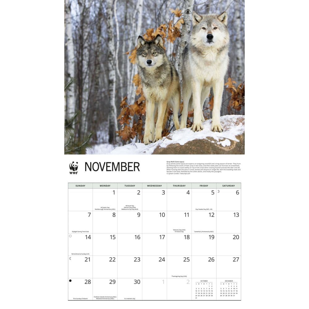 WWF Wolves 2027 Wall Calendar Fourth Alternate Image
