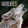 image Wolves 2027 Wall Calendar Main Product Image