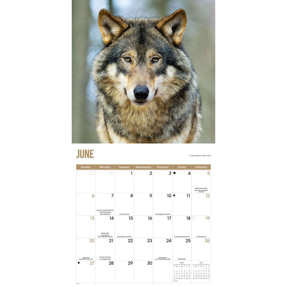 Wolves 2027 Wall Calendar Third Alternate Image