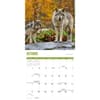 image Wolves 2027 Wall Calendar Fourth Alternate Image