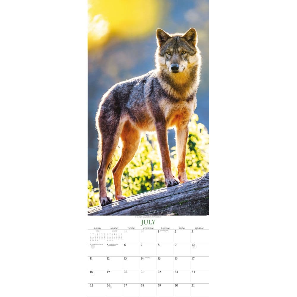 Wolves 2027 Vertical Wall Calendar Third Alternate Image