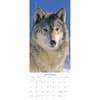 image Wolves 2027 Vertical Wall Calendar Fourth Alternate Image
