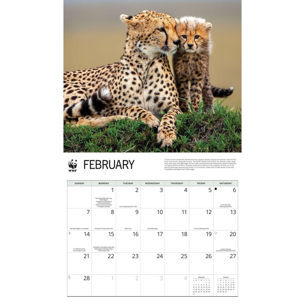 WWF Wild Cats 2027 Wall Calendar Second Alternate Image