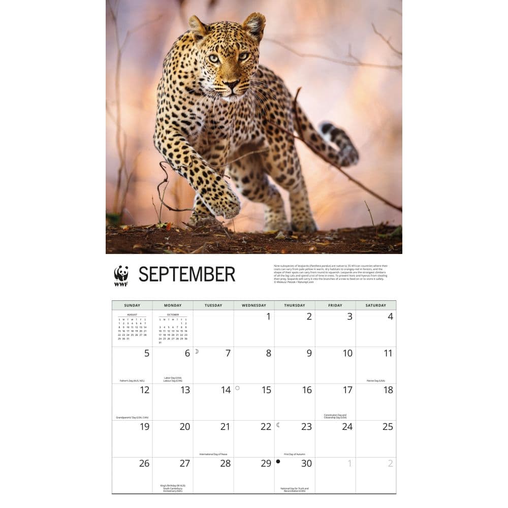 WWF Wild Cats 2027 Wall Calendar Fourth Alternate Image