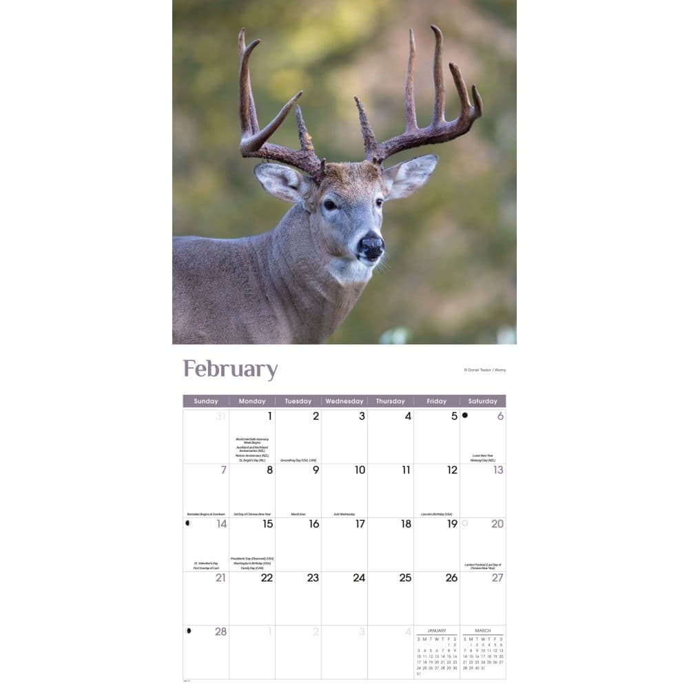 White Tailed Deer 2027 Wall Calendar Second Alternate Image