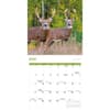 image White Tailed Deer 2027 Wall Calendar Third Alternate Image