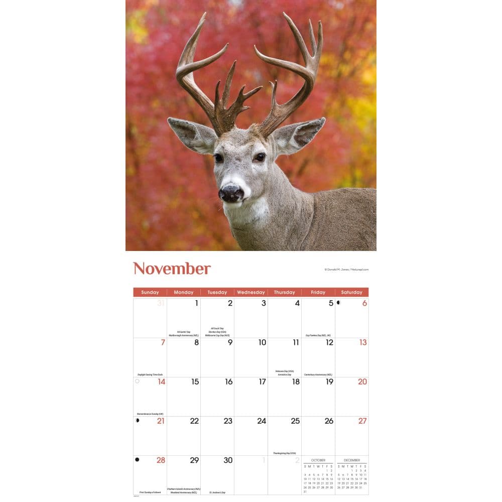 White Tailed Deer 2027 Wall Calendar Fourth Alternate Image