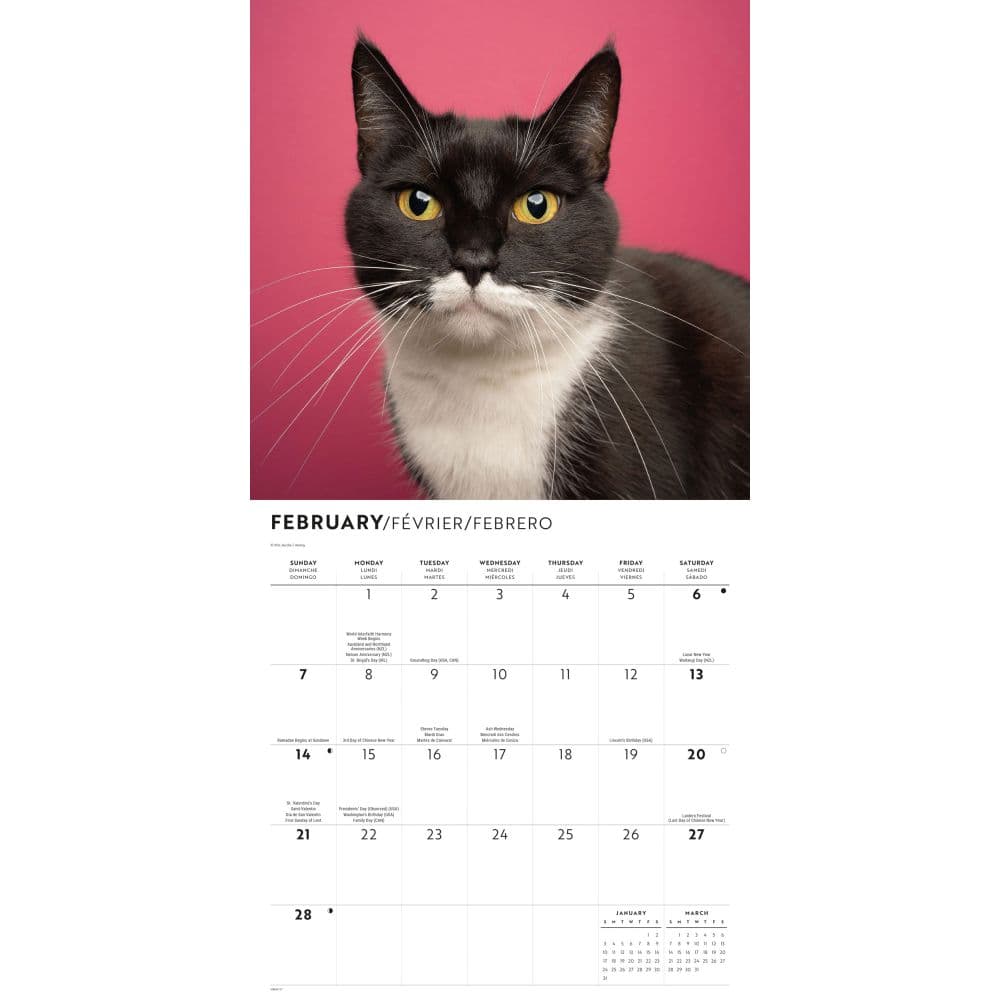 Tuxedo Cats 2027 Wall Calendar Second Alternate Image