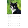 image Tuxedo Cats 2027 Wall Calendar Third Alternate Image