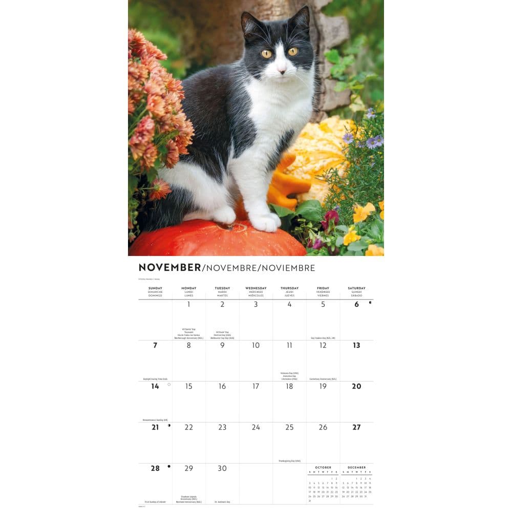 Tuxedo Cats 2027 Wall Calendar Fourth Alternate Image