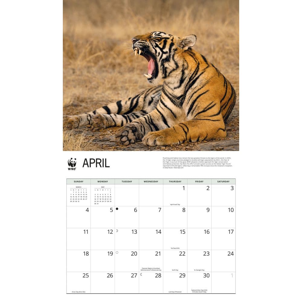 WWF Tigers 2027 Wall Calendar Second Alternate Image