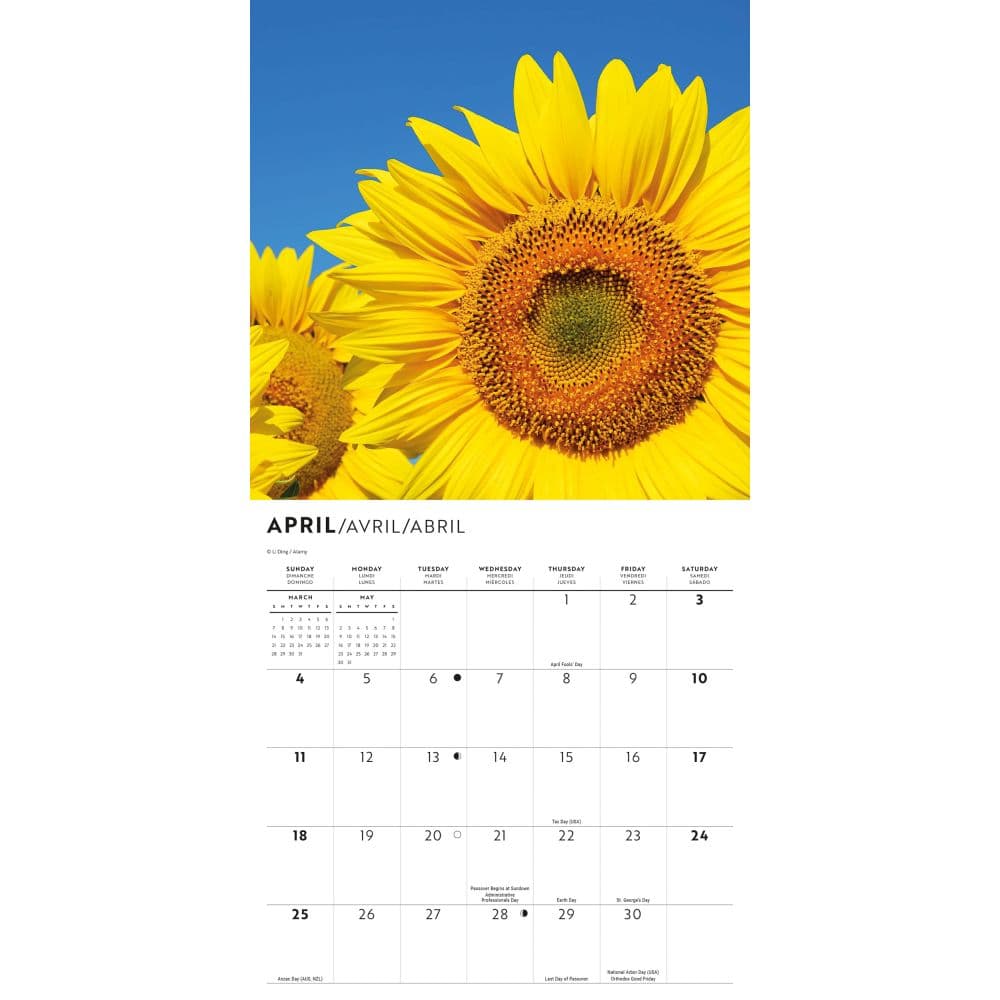 Sunflowers 2027 Mini Wall Calendar Second Alternate Image