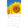 image Sunflowers 2027 Mini Wall Calendar Second Alternate Image