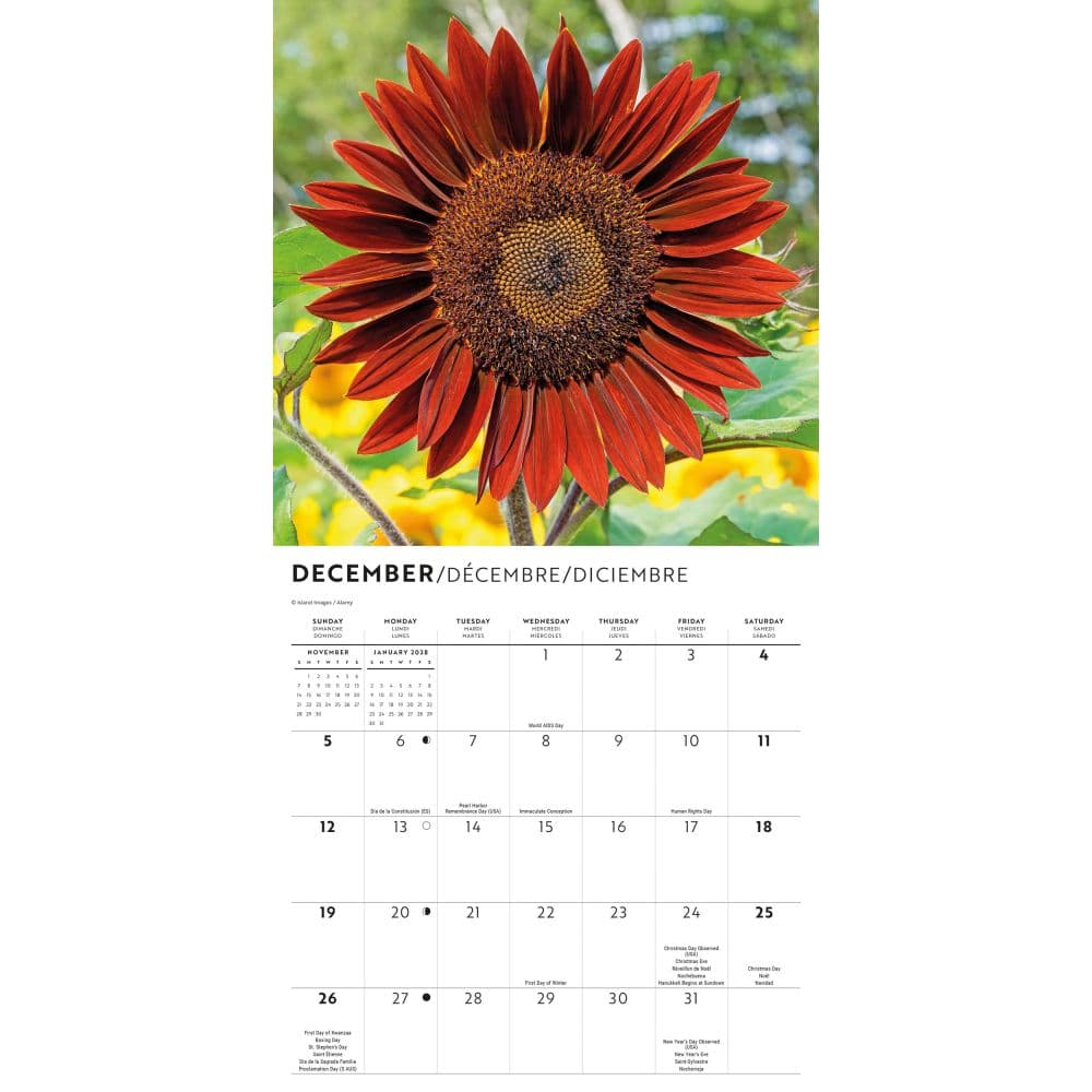 Sunflowers 2027 Mini Wall Calendar Fourth Alternate Image