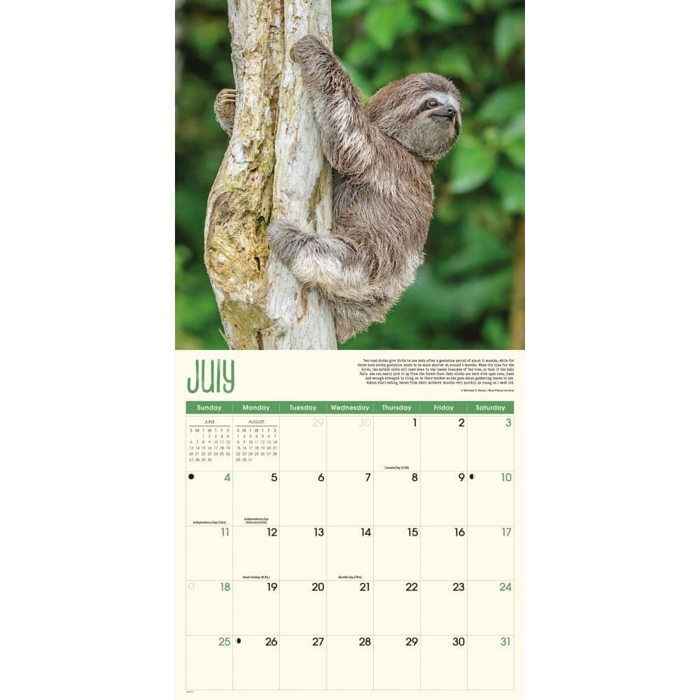 The Sloth Life 2027 Wall Calendar Third Alternate Image