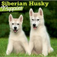 image Siberian Husky Puppies 2027 Wall Calendar Main Product Image
