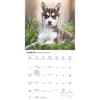 image Siberian Husky Puppies 2027 Mini Wall Calendar Second Alternate Image