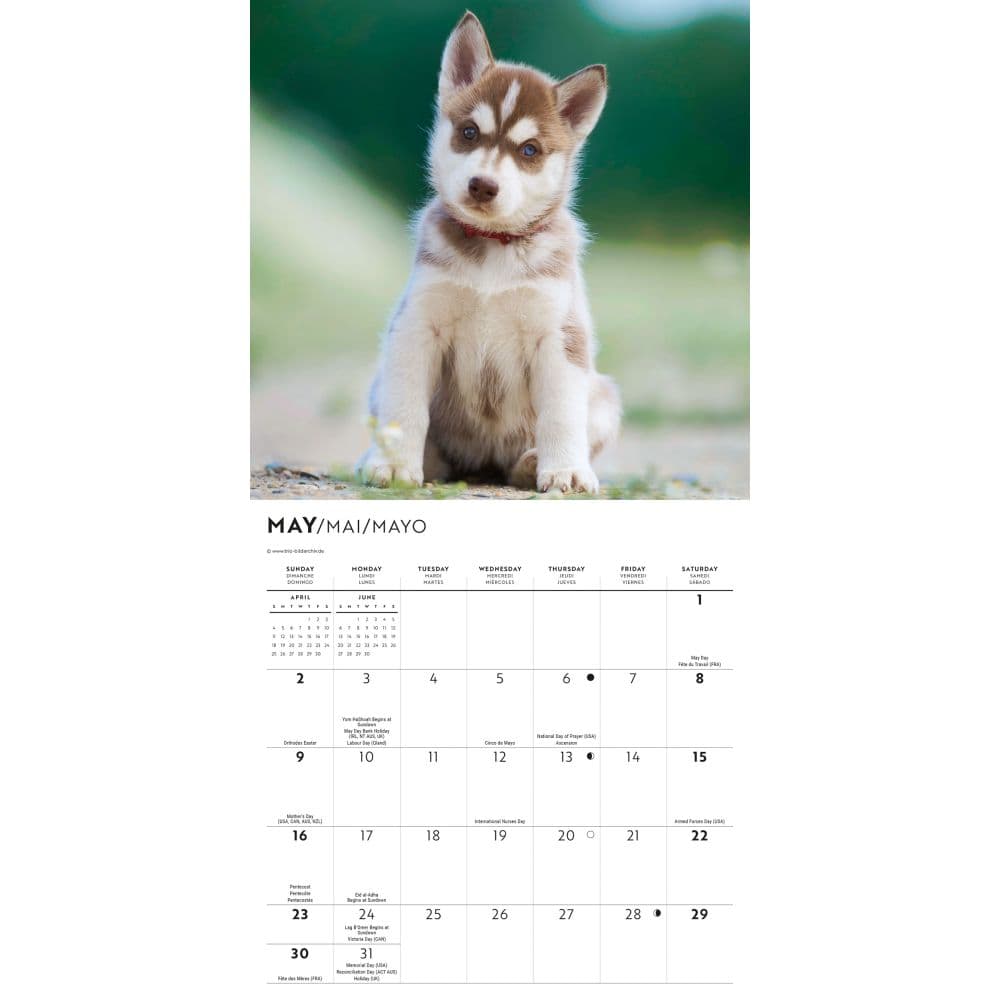 Siberian Husky Puppies 2027 Mini Wall Calendar Third Alternate Image