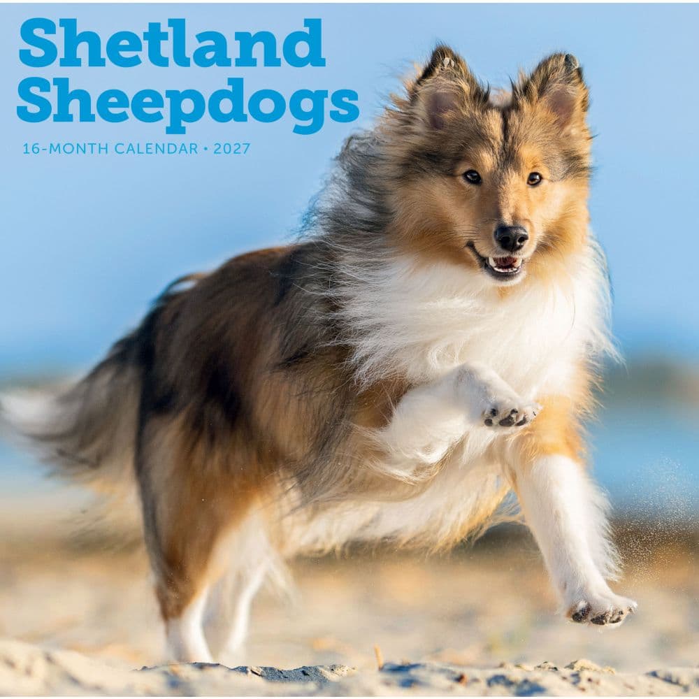Shetland Sheepdogs 2027 Wall Calendar Main Product Image
